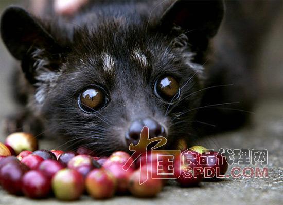 请问猫屎咖啡是怎么来的_猫屎咖啡的来历_猫屎咖啡来自于哪只猫的排泄物